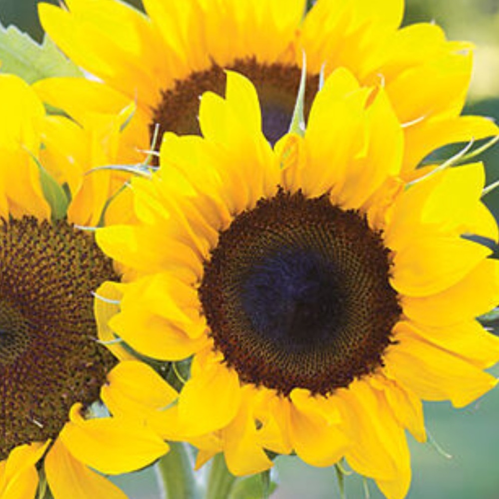 Meet your Posher, Angelica